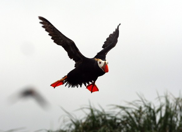 Tufted Puffin, Gelbschopflund