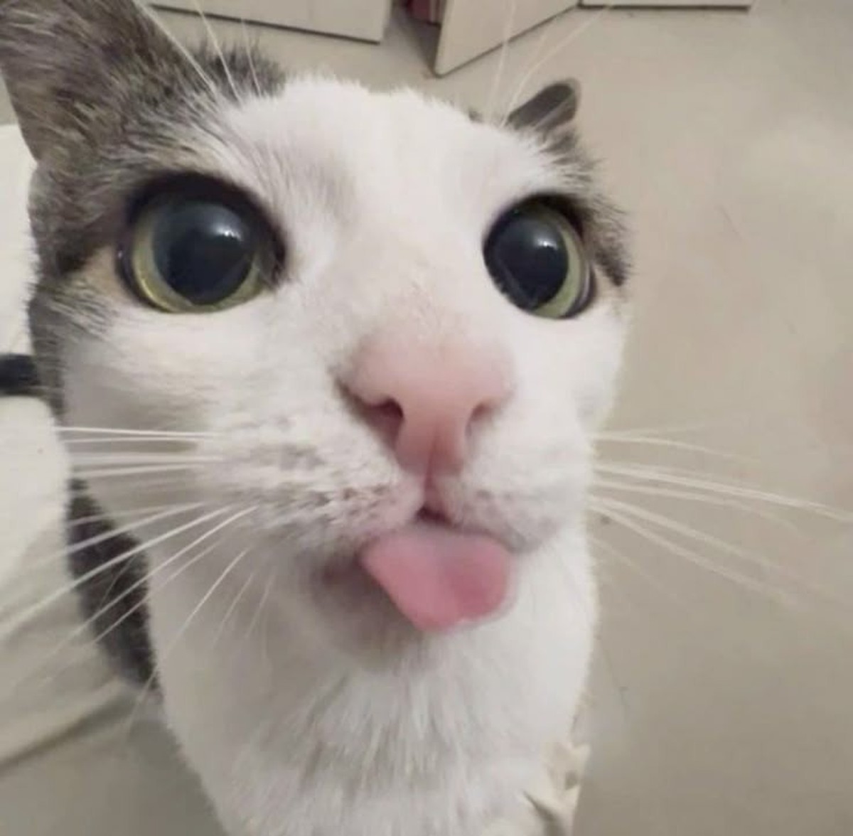 cute news tier katze

https://ch.pinterest.com/pin/1121888957198537133/