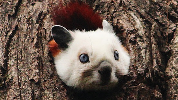 cute news tier Rot-Weisses Riesengleithörnchen


https://www.reddit.com/r/Awwducational/comments/124d8v9/the_red_and_white_giant_flying_squirrel_does/