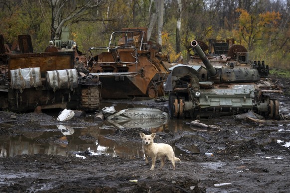 A dog stands near Russian tanks damaged in recent fighting, near the recently retaken village of Kamianka, Kharkiv region, Ukraine, Sunday, Oct. 30, 2022.(AP Photo/Efrem Lukatsky)