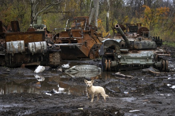 A dog stands near Russian tanks damaged in recent fighting near the recently recaptured village of Kamianka, Ukraine's Kharkiv region, Sunday Oct. 1.  30, 2022. (AP Photo/Efrem Lukatsky)