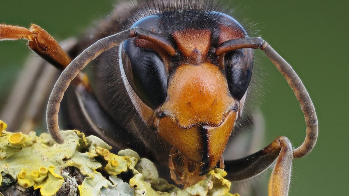 Eine Asiatische Hornisse als Stockbild.