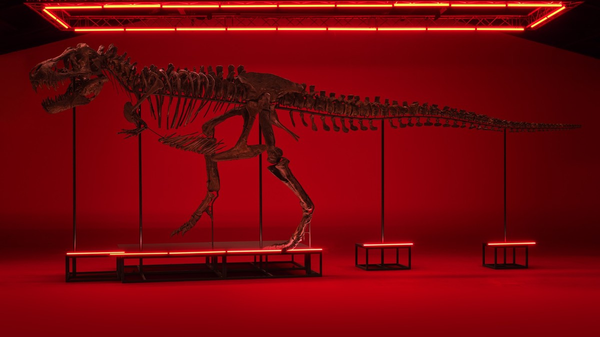Der T-Rex Trinity kommt heute unter den Hammer