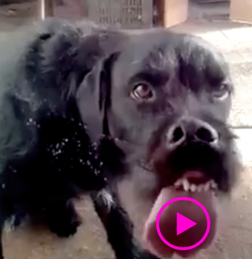 Diese Hunde könnten nicht unterschiedlicher sein