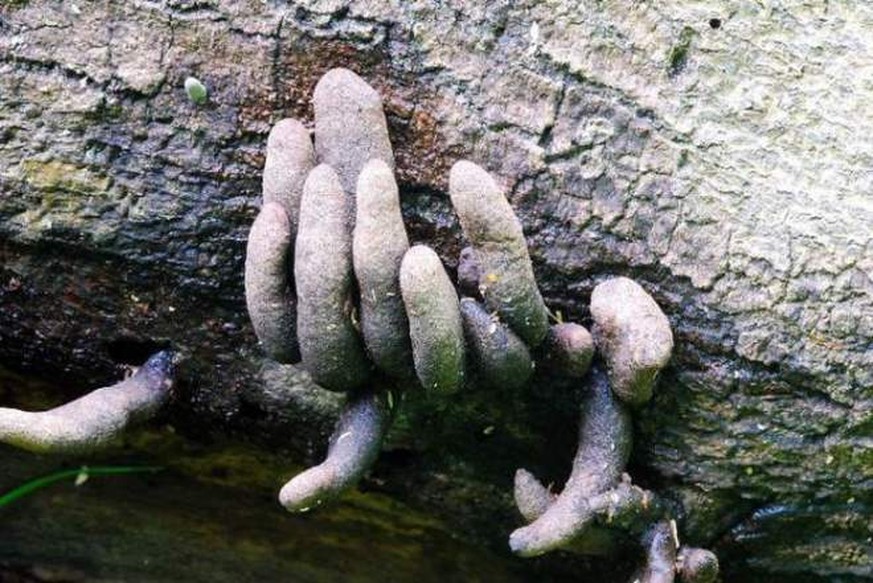 https://emorfes.com/2016/06/09/xylaria-polymorpha-dead-man-s-fingers/ xylaria polymorpha dead man&#039;s fingers