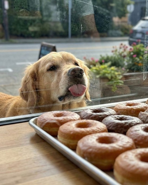cute news tier hund

https://ch.pinterest.com/pin/1092897034668651626/