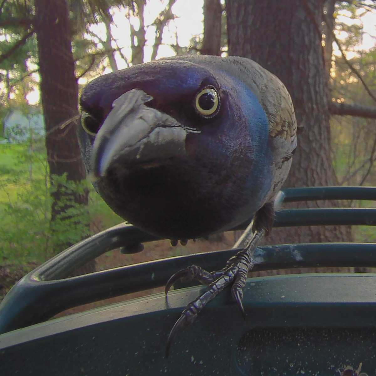 cute news tier vogel

https://www.reddit.com/r/Birdsfacingforward/comments/1slgjhj/so_cute/