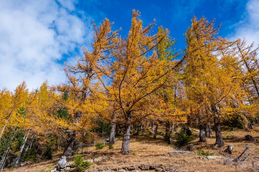 Rauszeit Herbstwanderung Hittuwald