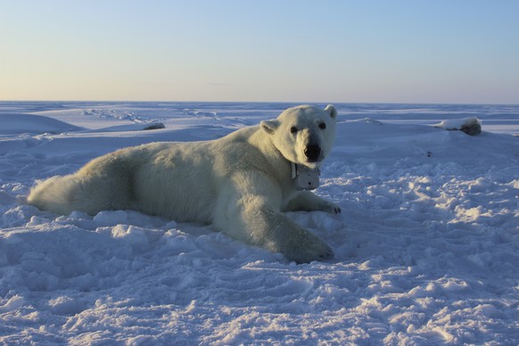 FILE - In this April 15, 2015, file photo, provided by the United States Geological Survey, a polar bear wearing a GPS video-camera collar lies on a chunk of sea ice in the Beaufort Sea. A tiny Alaska ...