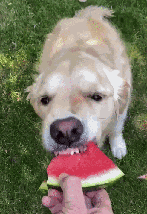 Animiertes GIF