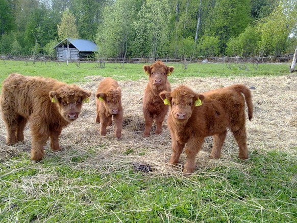 Hochlandrinder
Cute News
http://imgur.com/gallery/jSHNSDv