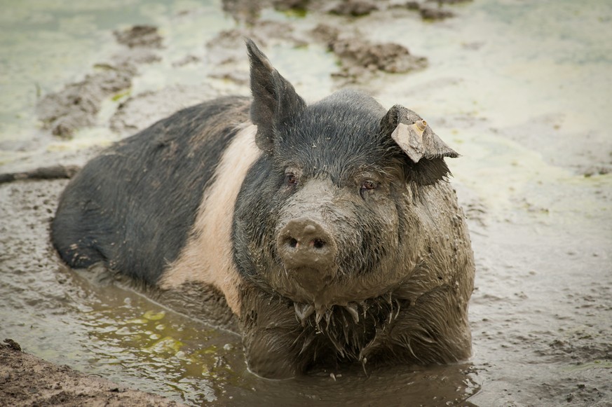 Schweine haben nur an der Rüsselscheibe Schweissdrüsen – sie müssen sich im Schlamm suhlen, um abzukühlen. 