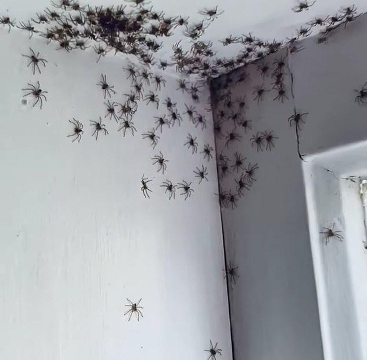 Unheimliche Bilder aus der Tierwelt und der Natur. Creepy Nature.