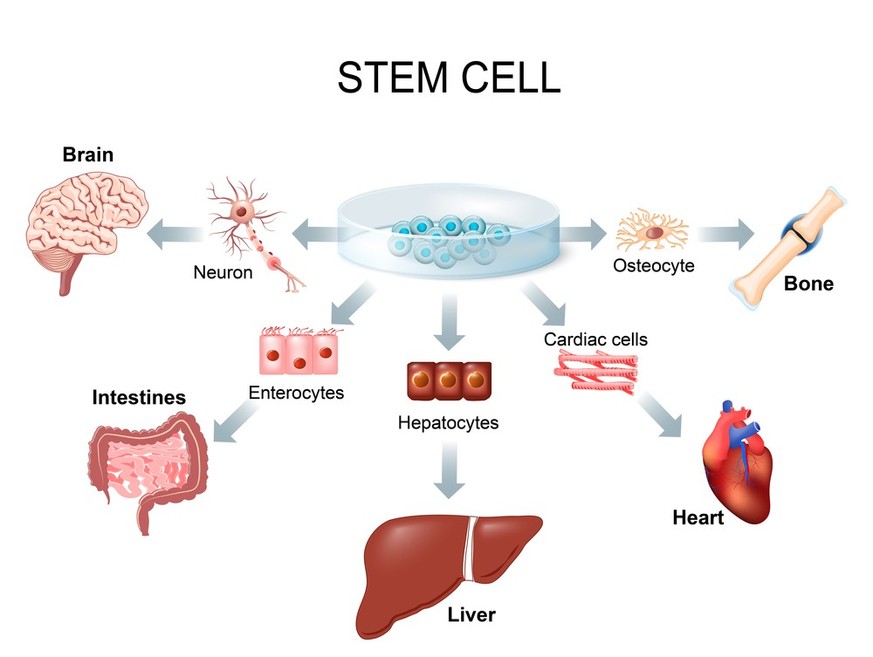 The embryonic stem cells develop into specialized adult stem cells in a very short time.  A process that cannot be reversed.
