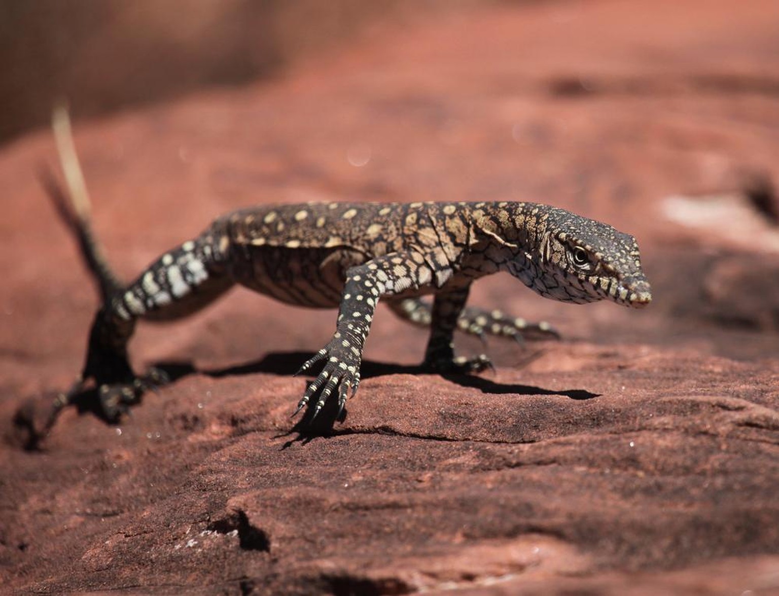 Riesenwaran (Varanus giganteus)