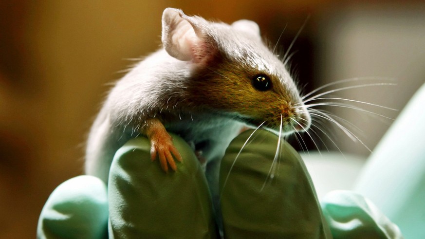 Forscher der ETH Zürich konnten bei Mäusen eine genetisch bedingte Krankheit heilen.&nbsp;