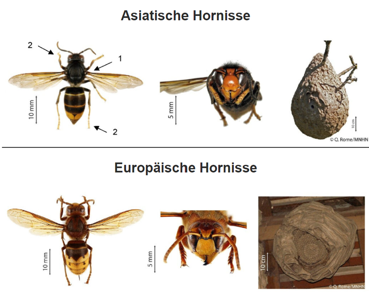 Die asiatische Hornisse (Vespa velutina) ist ein etwa 3 cm grosses Insekt aus der Familie der Vespidae (Wespen) mit einem dunklen Körper (1) und gelben Hinterleibsspitzen und Beinen (2).