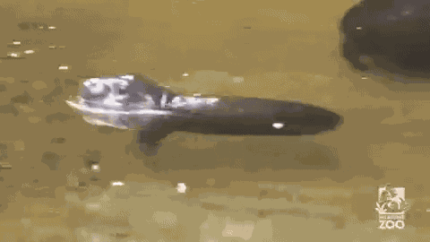 Animiertes GIF