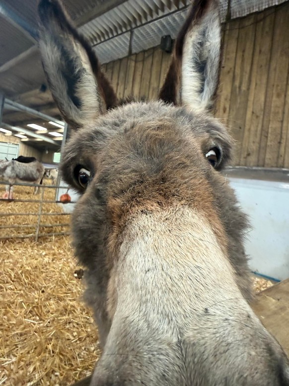 cute news tier esel

https://www.reddit.com/r/Donkeys/comments/1sjoeu6/peaches/