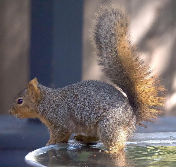 cute news animal tier eichhörnchen squirrel

https://www.reddit.com/r/squirrels/comments/umog7b/thirsty_beast_takes_a_break_from_hunting_acorns/