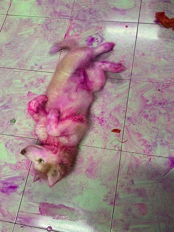 cute news tier hund

https://www.reddit.com/r/AnimalsBeingJerks/comments/14wp9jr/never_leave_your_dog_with_your_dragonfruit/