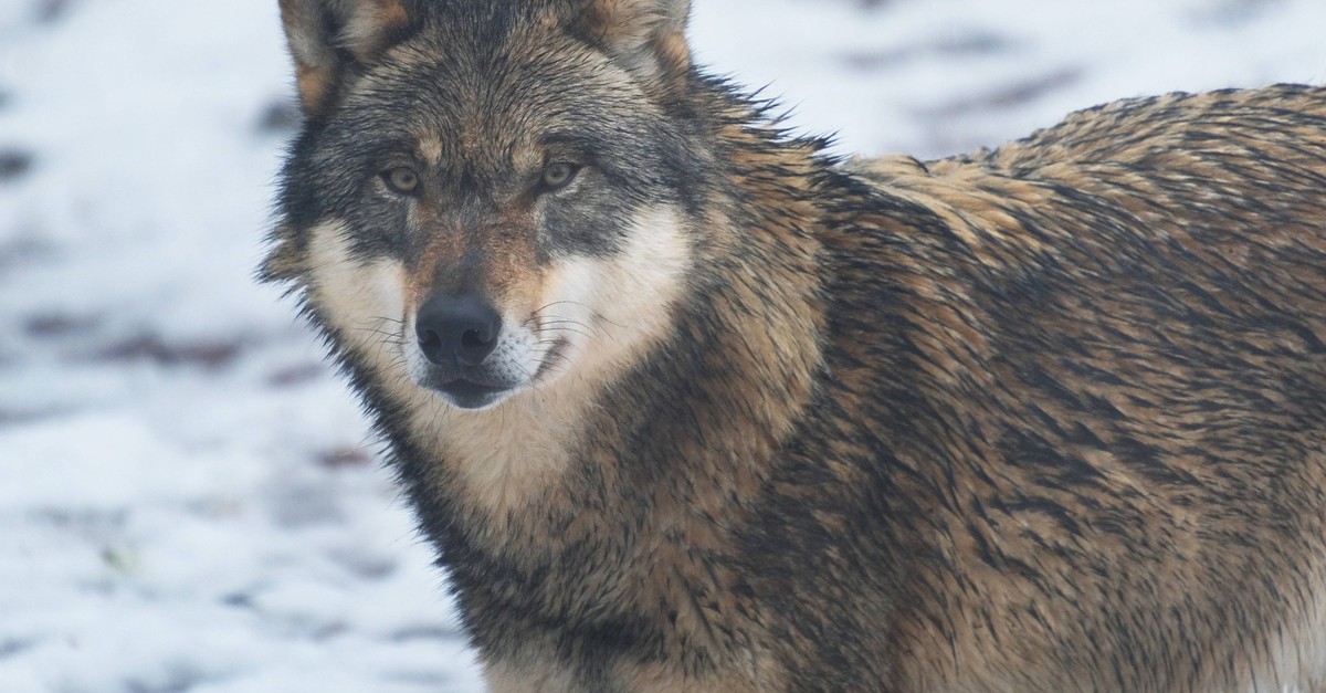 Wolf beisst Frau in Hamburg – Tier in der Innenstadt gefangen