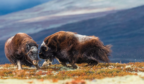 Wildlife Photographer of the Year People’s Choice Award, Moschusochsen