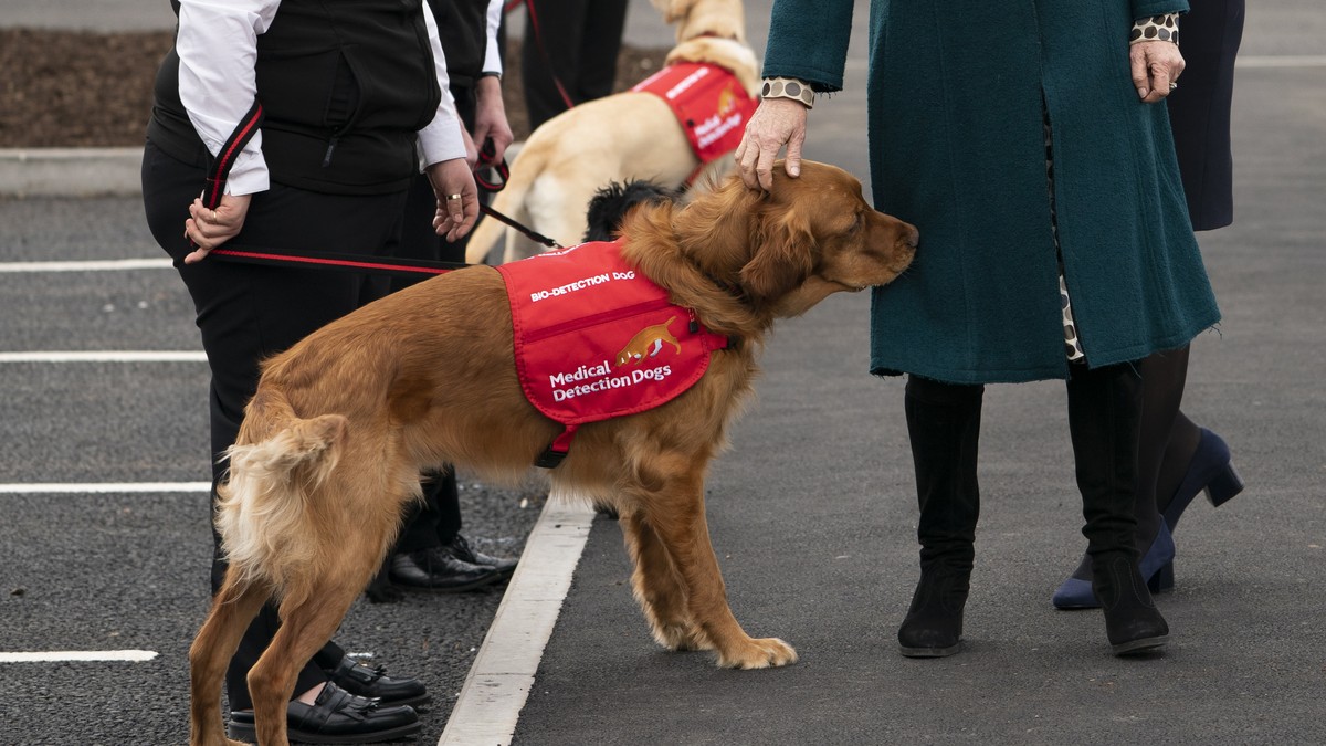 epa07382697 Britain's Camilla, Duchess of Cornwall (C) attends the opening of a new facility of Medical Detection Dogs in Milton Keynes, Britain, 20 February 2019. The facility will train dogs as ...