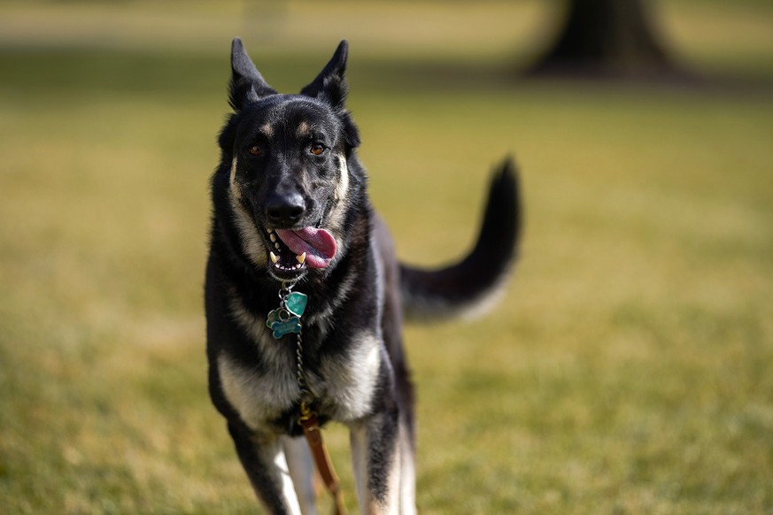 epa08964968 A handout photo made available by the White House shows First Dog Major outside the White House, in Washington, DC, USA, 24 January 2021 (issued 25 January 2021). The First Dogs Major and  ...