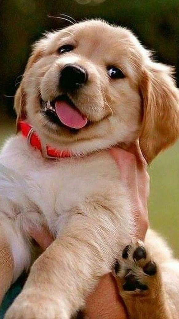 Nein, das ist kein zweiter PICDUMP, das sind die Cute News 🙃\nBei den beiden Gifs mit dem Schimpansen der die Frau und den Mann knuddelte, hatte ich etwas Pipi in den Augen und dachte: So Zucker die  ...