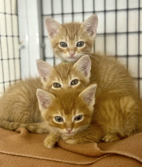 Cute News beim Tierarzt
