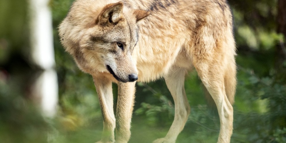 Gerade 25 gerissene Schafe fand ein Bauer heute auf seiner Weide in Bonstetten. Es deutet vieles darauf hin, dass ein Wolf dafür verantwortlich ist. Die Behörden haben dies aber noch nicht offiziell b ...