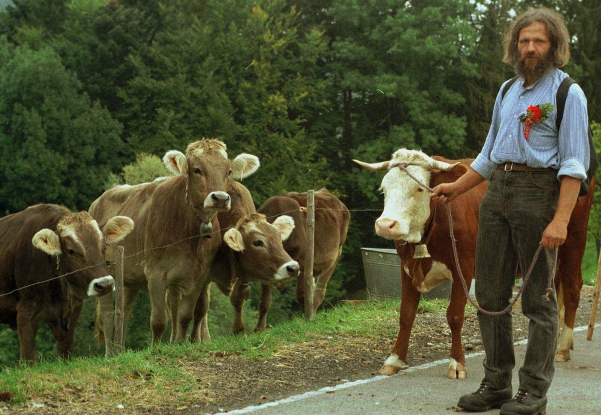 Oktober 1997: Zu Fuss zieht die Hinderwälder Kuh Helga mit ihrem Besitzer Ueli Kuenzle von Trogen an die Olma in St.Gallen.