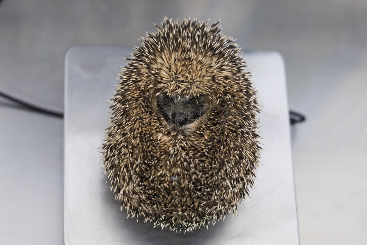 Un herisson d'heurope recoit des soins ce mercredi 26 novembre 2025 au centre de soins du parc animalier de La Garenne a Le Vaud. (KEYSTONE/Cyril Zingaro)