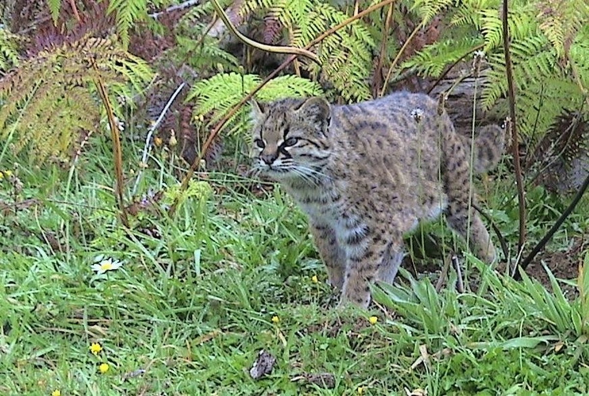 cute news tier chilenische wildkatze kodkod