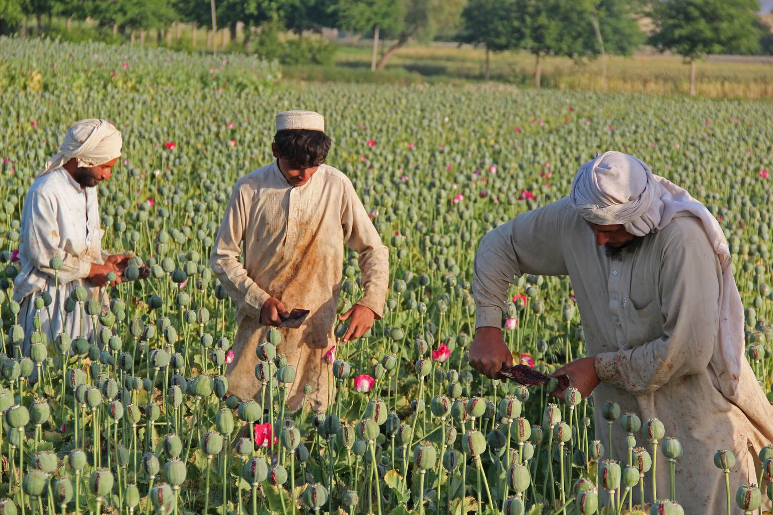 Opium-Farmer aus Afghanistan.