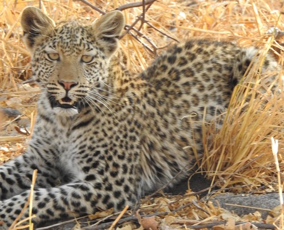 Leopard Einzige Schweizerin