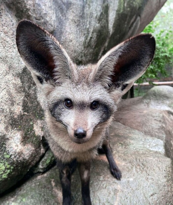 cute news tier mit grossen ohren löffelhund

https://www.instagram.com/p/CtjizCgMQiX/