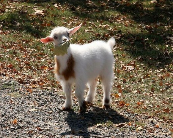 cute news animal tier goat ziege

https://www.boredpanda.com/cute-goats/