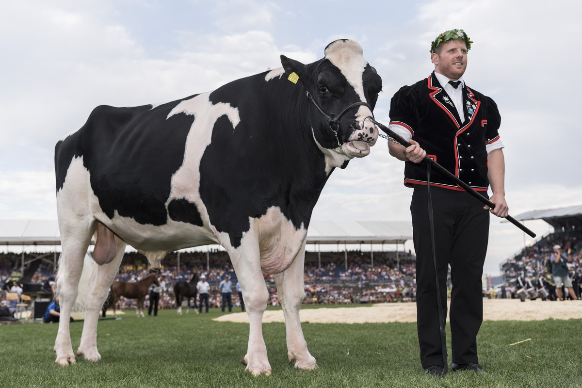Der Berner Matthias Glarner freut sich als neuer Schwingerkoenig neben dem Siegermuni "Mazot de Cremo" am Eidgenoessischen Schwing- und Aelplerfest (ESAF) Estavayer2016 in Payerne, am Sonnta ...