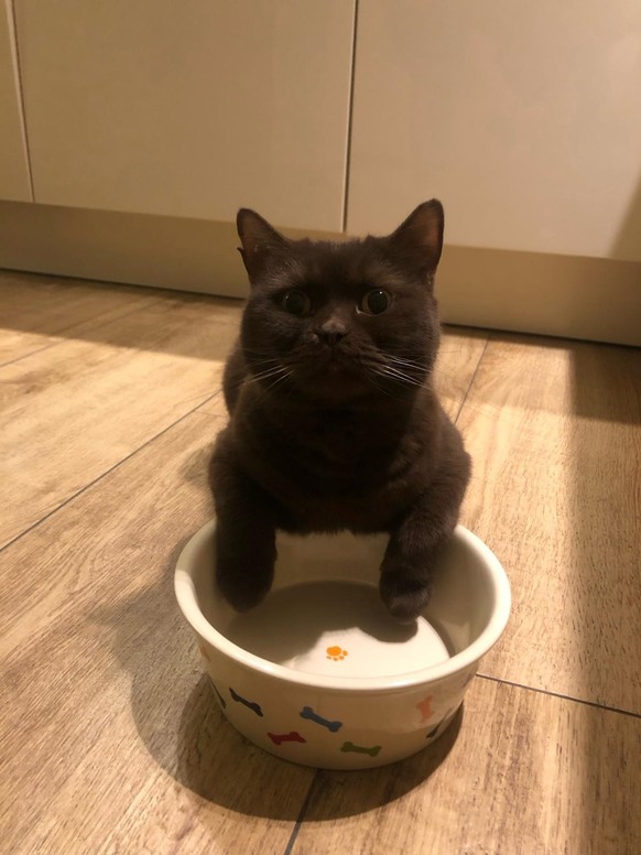 cute news animal cat https://www.reddit.com/r/cats/comments/1akfjbu/he_just_ate/