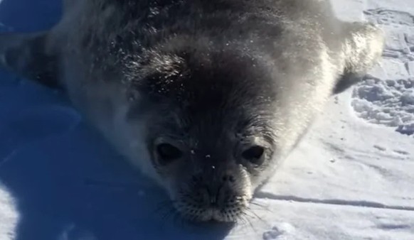 Nice animal seal news https://www.reddit.com/r/seals/comments/1blq640/wa/