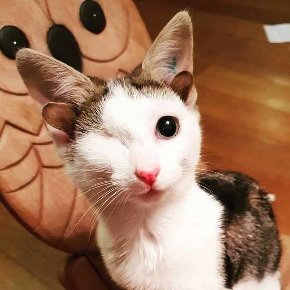 cute news tier katze

https://ch.pinterest.com/pin/4151824652204102/