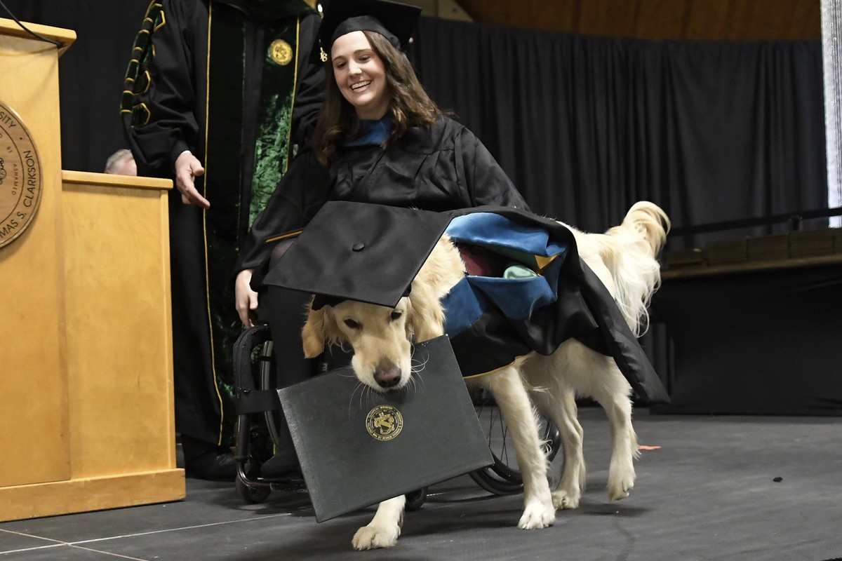 "Griffin" Hawley, the Golden Retriever service dog, is presented an honorary diploma during the Clarkson University "December Recognition Ceremony" in Potsdam, N.Y., Saturday, Dec. ...