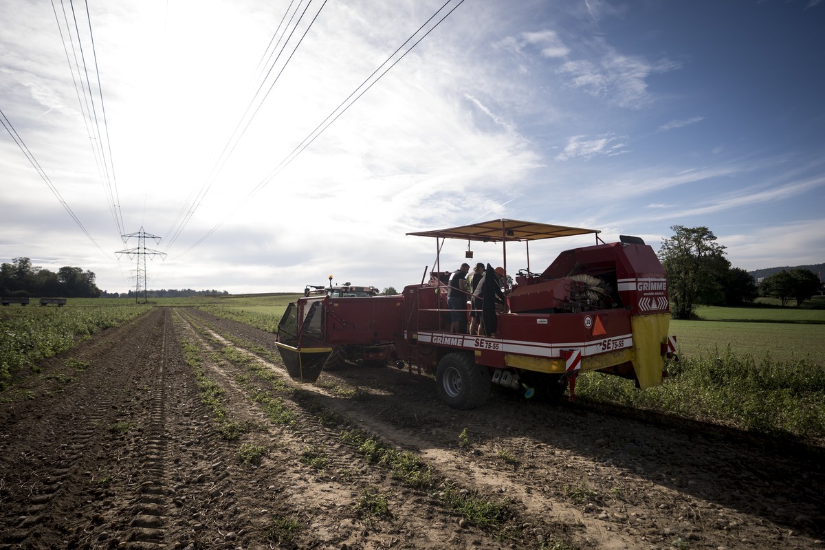 Arbeiter sortieren Kartoffeln auf der Erntemaschine am Mittwoch, 2. September 2026 auf einem Feld der Familie Ogg in Watt. Laut dem Branchenverband swisspatat wurden im Sommer 2026 so wenige Kartoffel ...