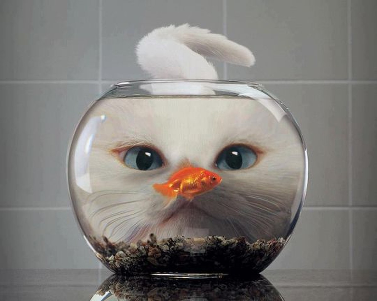 http://rosiesdreams.tumblr.com/post/154933183997/life-in-a-fish-bowl
