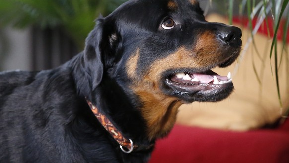 In this April 2, 2015 photo, two year old Rottweiler Brutus, who was recently fitted with prosthetics on all four paws, and is currently learning to use them, waits to go for a walk at his owner&#039; ...