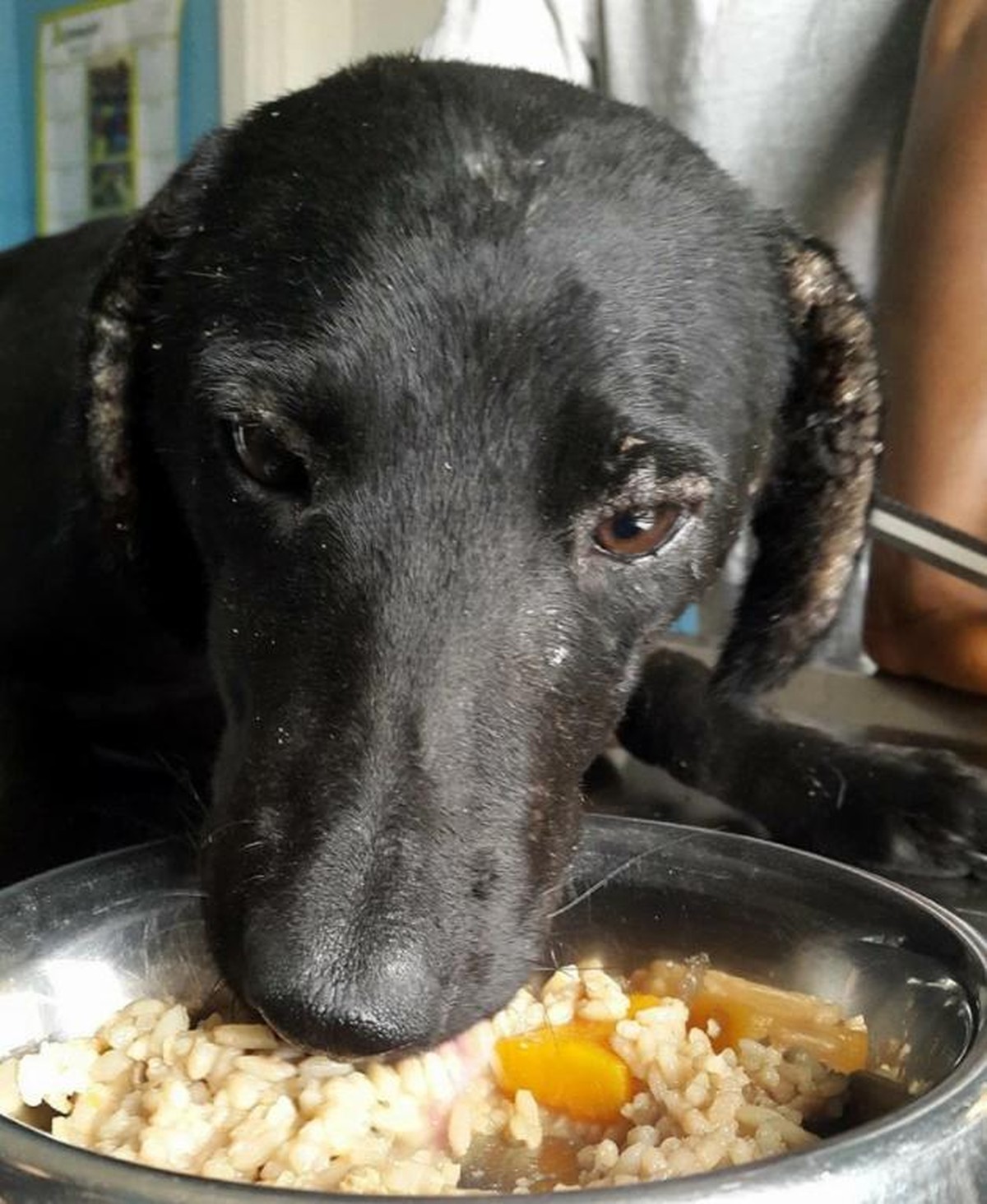 Hund wird gerettet und von Zecken befreit.