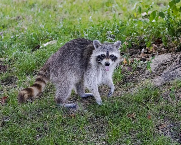 cute news tier raccoon waschbär

https://www.reddit.com/r/Raccoons/comments/10jhczo/this_is_from_last_summer_in_my_backyard/