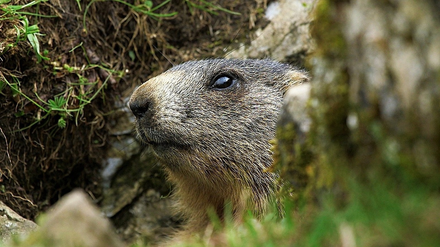 Pfiffige Kerlchen: Murmeltiere schlagen der Kälte seit Jahrtausenden ein Schnippchen. Gelingt ihnen das auch gegenüber der Wärme?
(Achtung: Ausschliesslich zu verwenden für den Artikel: Murmeltiere: H ...